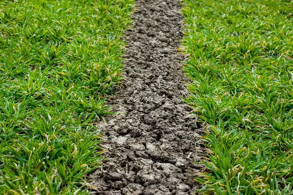 Restored lawn over a finished French drain